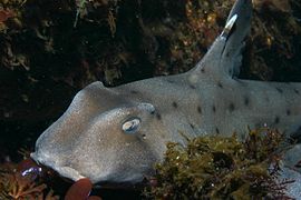 The horn shark has a distinctively shaped head with prominent ridges above its eyes.