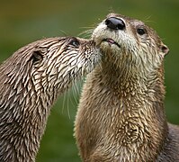 One otter grooming another
