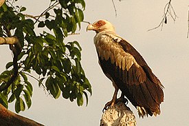 Palm-nut vulture