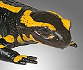 Image 33Fire salamander