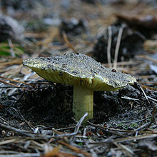 A yellowish mushroom emerging from the ground, its cap still covered in dirt lifted by its growth.