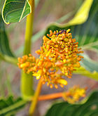 American Curatella Flower