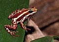 Image 10Phantasmal poison frog
