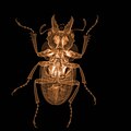 Biology: Ground beetle.