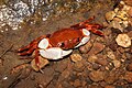 Nanhaipotamon hongkongense, a freshwater crab first described from Hong Kong, in its natural habitat