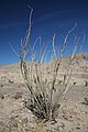 An ocotillo plant common in Anza-Borrego Desert State Park