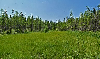 Boreal rich fen located in the natural area