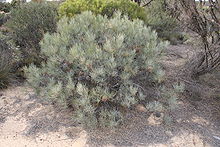 low shrub about 1.5 metres high in low shrubland with fine leaved foliage