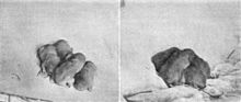 Two black-and-white photos with four young gophers in each