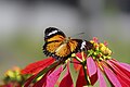 A male leopard lacewing butterfly, which was orange wings with a black outline, landing on top of a poinsettia stalk. Red leaves tilt downwards in a circle around the top, which has yellow flower buds on it