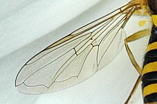 Detail of wings