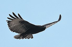 Augur buzzard in flight near Kisoro, Uganda