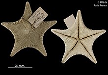 Goniodiscaster Vallei starfish