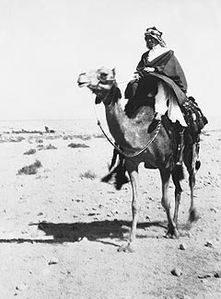 Lawrence of Arabia on a camel in Aqaba in 1917