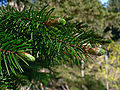 Image 22Pinaceae: needle-like leaves and vegetative buds of Coast Douglas fir (Pseudotsuga menziesii var. menziesii) (from Conifer)