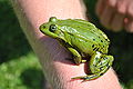 Edible frog on a human arm