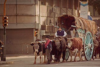 Gauchos with an ox-drawn cart in Argentina