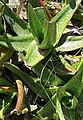 Gasteria acinacifolia has slender, erect & spreading leaves with finely serrated edges. Heavily spotted.