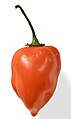 A close up of a Habanero Chili pepper. Used in Habanero chile