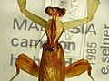 Dead adult male Hymenopus coronatus