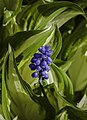 Bell-shaped flowers of a Muscari armeniacum surrounded by leaves of Hosta 'Undulata', Munich Botanical Garden, Germany