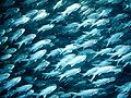 Image 75Schooling threadfin, a coastal species (from Pelagic fish)