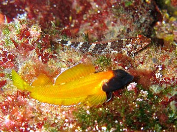A cryptically coloured female yellow black-faced blenny (background) and a territorial male with black head and yellow body (foreground)