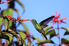 At La Selva, Costa Rica