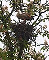 Egyptian goose in a crow's nest that has been taken over in Germany.