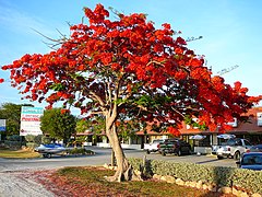 The Royal Poinciana grows in South Florida and blooms in the summer, an indication of South Florida's tropical climate