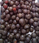 On drying rudraksha fruits turn black