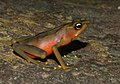 Image 4Limosa harlequin frog