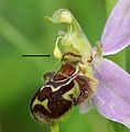 Pollinium of Ophrys apifera