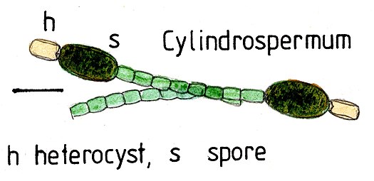 Cylindrospermum filament