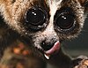 A slow loris with its sublingua sticking out below its primary tongue.