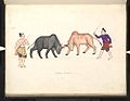 Image 13A bull fight, 19th-century watercolour (from Culture of Myanmar)