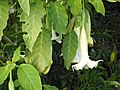 Conventional form of Brugmansia x candida