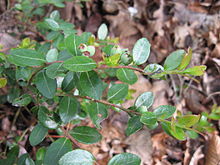 Small reddish-brown twigs bearing leathery leaves with a light midline and green, unripe round fruit
