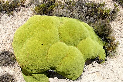 An example of a yareta plant found in Lauca National Park, Chile