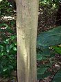 Cryptocarya bidwillii trunk