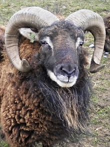 The face and horns of a ram with brown wool