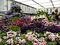 Part of the Dibleys Streptocarpus display at the Chelsea Flower Show in May 2011