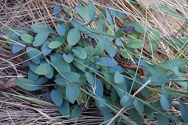 Leaves of subsp. goyenii