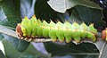 Third-instar caterpillar