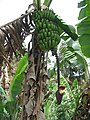 Banana tree in Bana