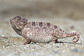 Image 50Namaqua chameleon