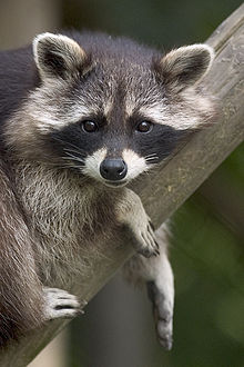 Raccoon lying on a branch