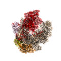 Bacterial RNAP, same coloring scheme
