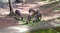 Deer in Thiruvananthapuram zoo