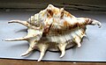 Spider conch, Lambis lambis, anterior end to the right